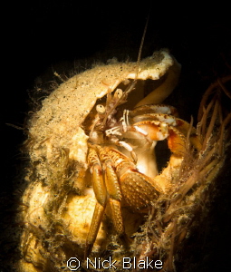 Hermit Crab at Selsey Lifeboat Station by Nick Blake 
